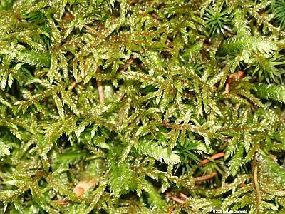 Pleurozium_40002